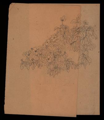 Untitled [Flowering plant and fishing equipment] thumbnail