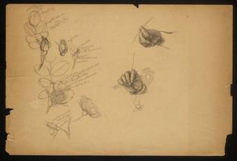 Untitled [Flowers and hands study] thumbnail