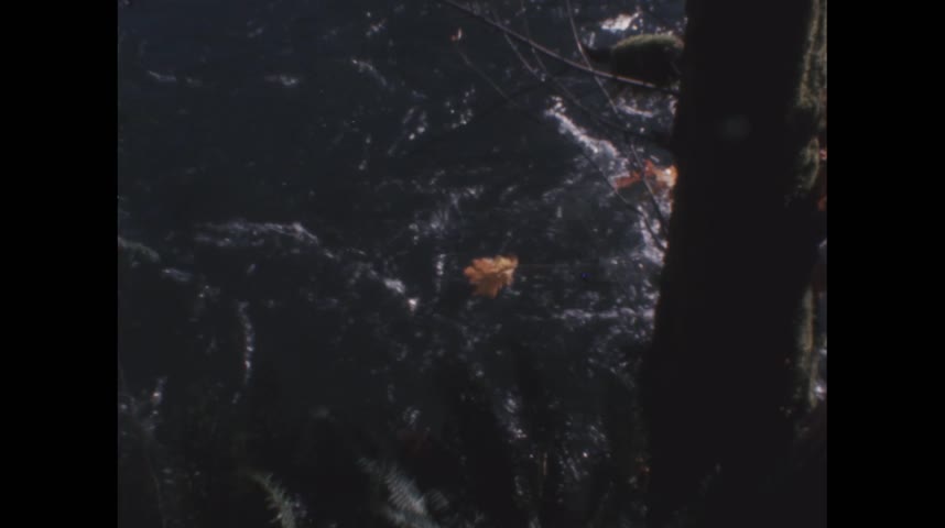 Ciccimarra Brown Trout thumbnail